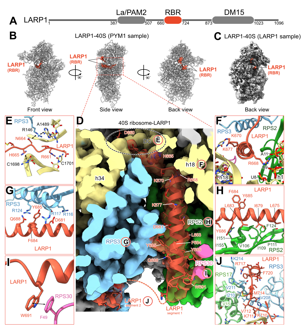 Figure from LARP1 ribosome and TOP mRNA study